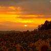 夕焼けに染まる向日葵