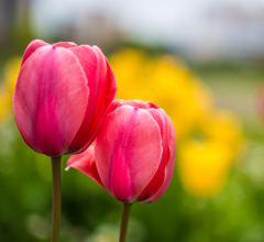 あと少しで咲きそうです