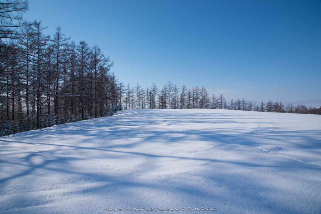カラマツ林のシルエット