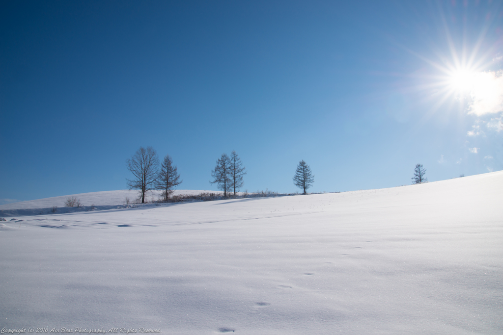 雪原の木々