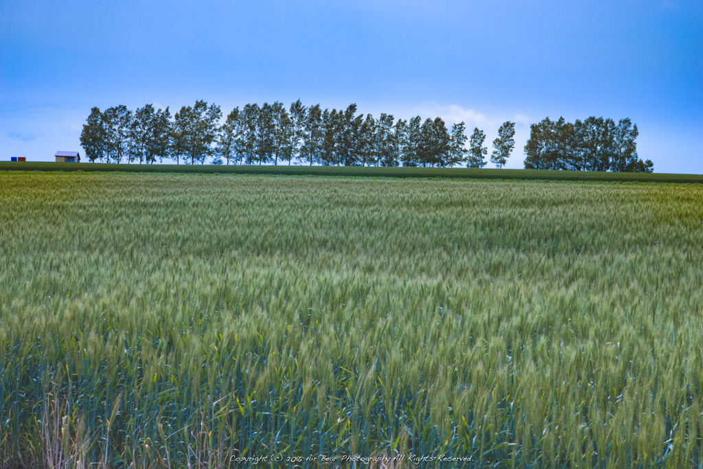 Blue wheat