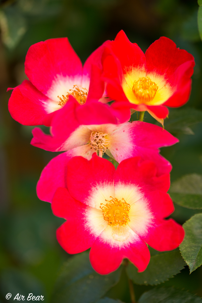 薔薇③