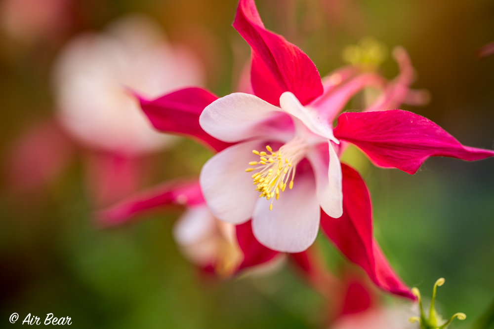 薔薇②