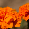 MARIGOLD（オレンジ）