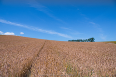 青空の麦畑