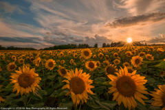 Sunflower of sunset