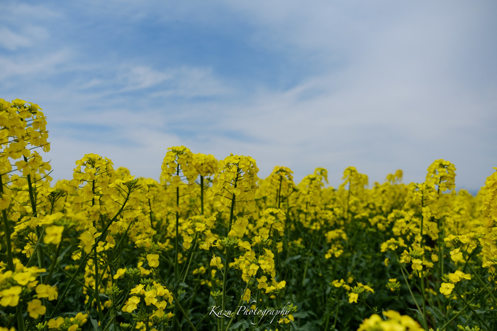 菜の花