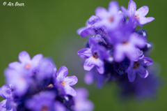 Lavender