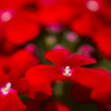 VERBENA