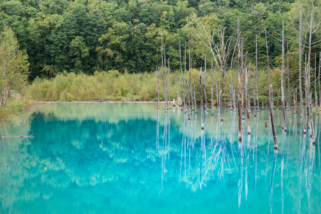 Blue reflection