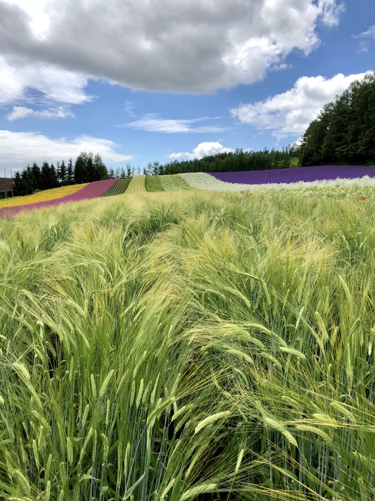 大麦の育つ花畑