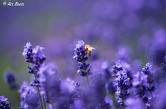 ラベンダーの花畑