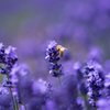 ラベンダーの花畑