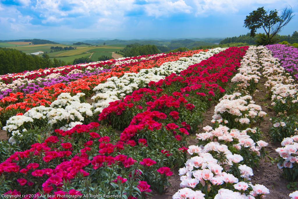 Flower garden