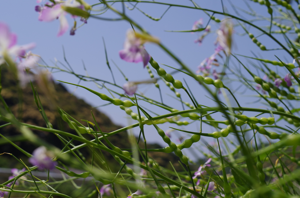 花は実と成りて