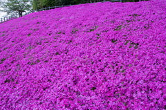 芝桜の絨毯