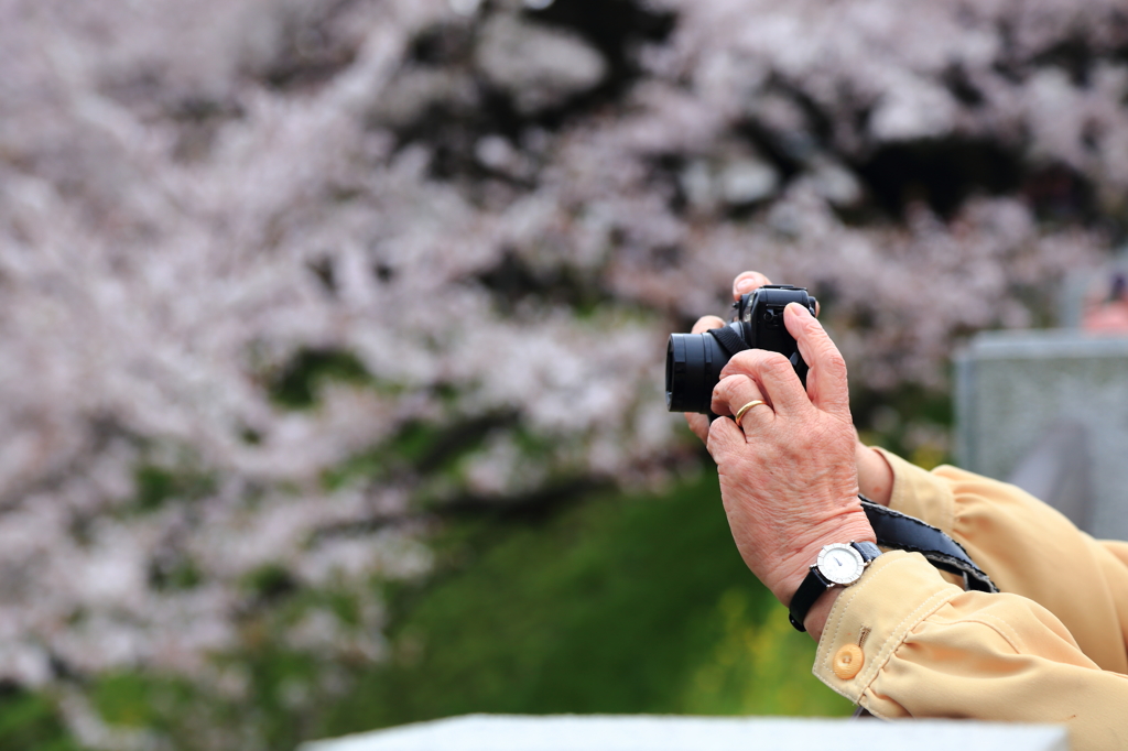 桜としわしわおてて