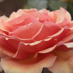 薔薇