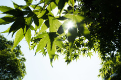 初夏の日差し