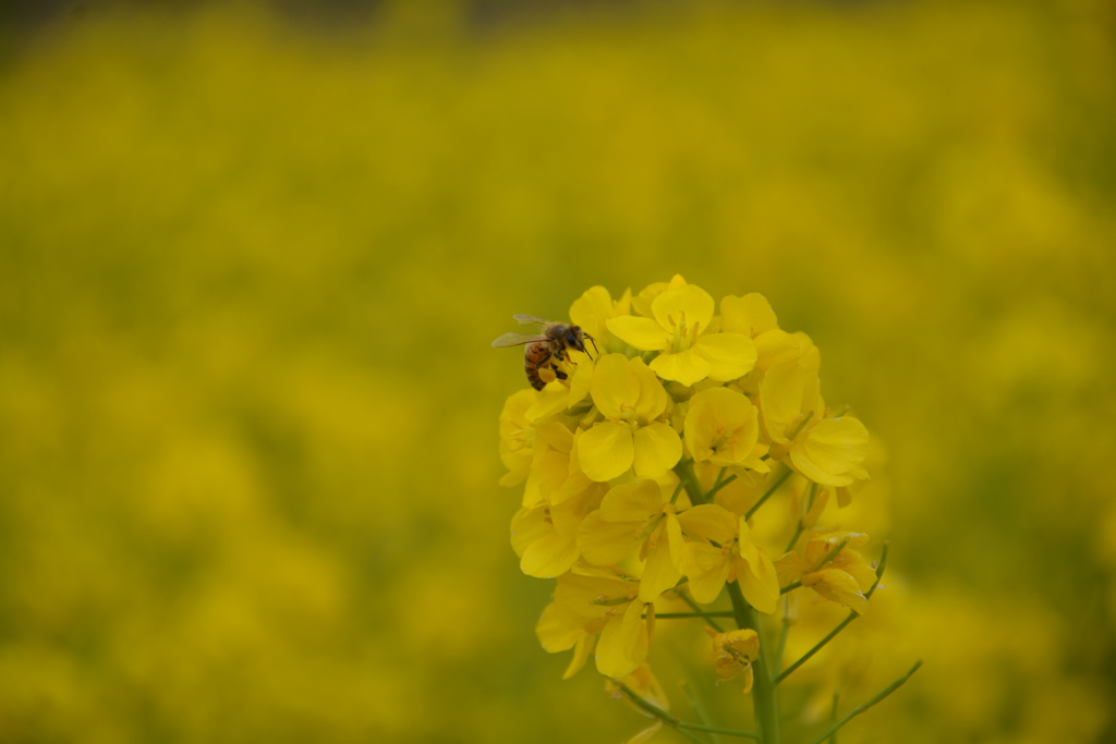 菜の花畑