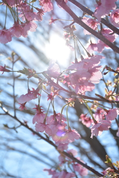 早春の桜
