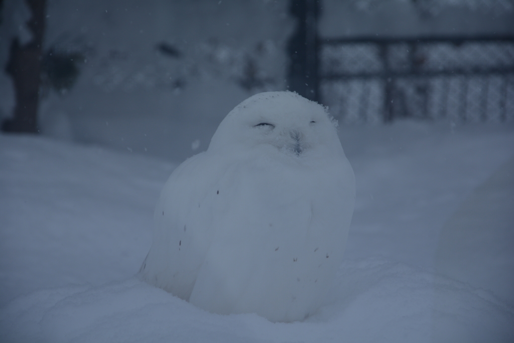 雪だるまJPG