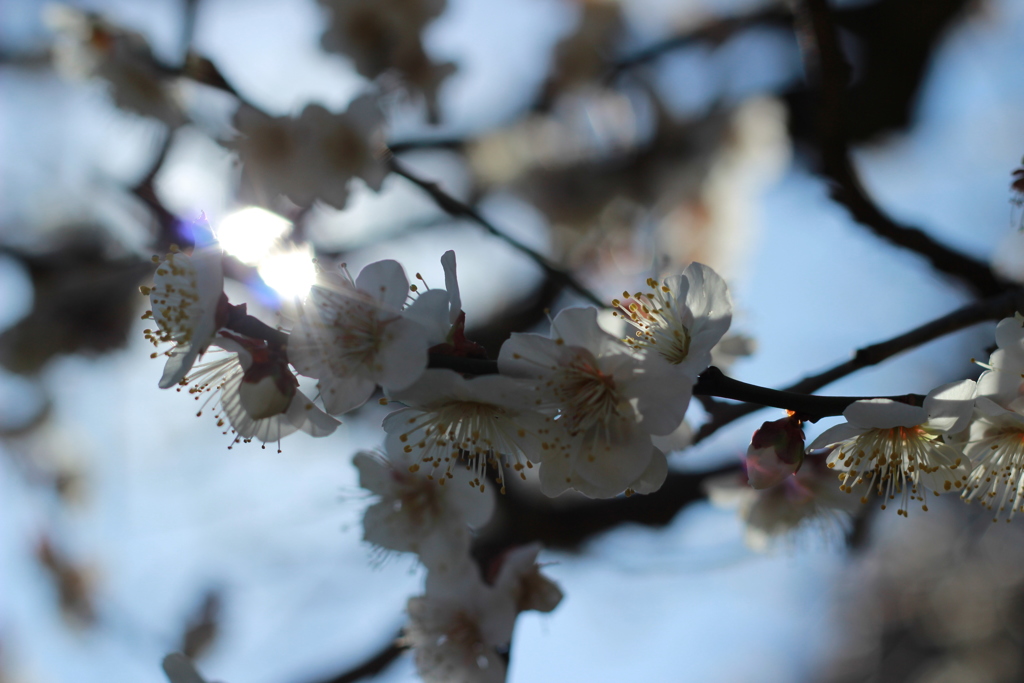 うめの花