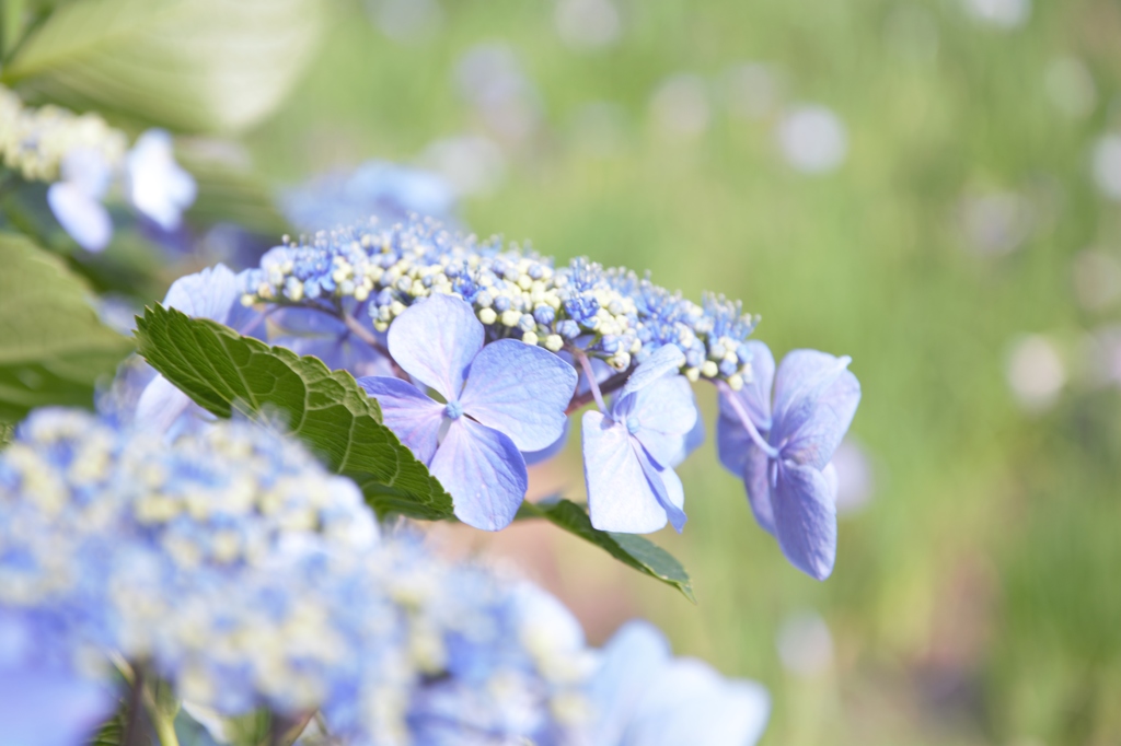 紫陽花。虹の里にて