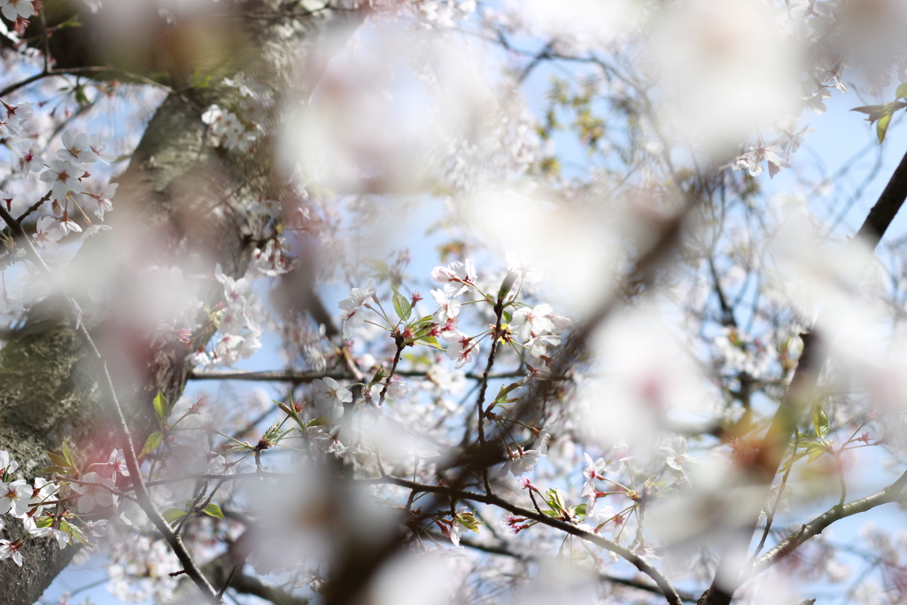 桜満開春爛漫