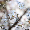 桜満開春爛漫