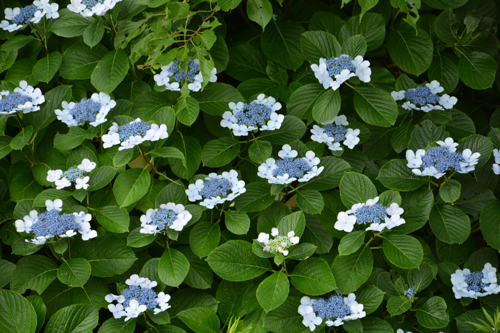 紫陽花模様