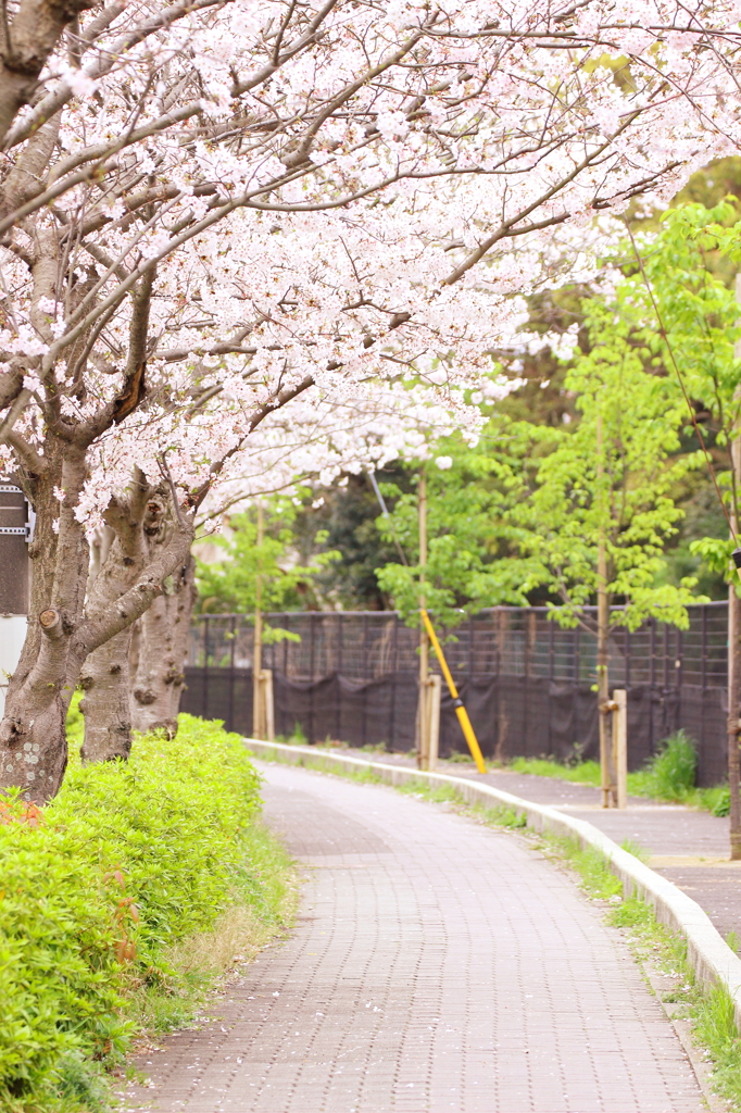 桜並木