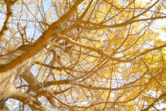 黄色い木