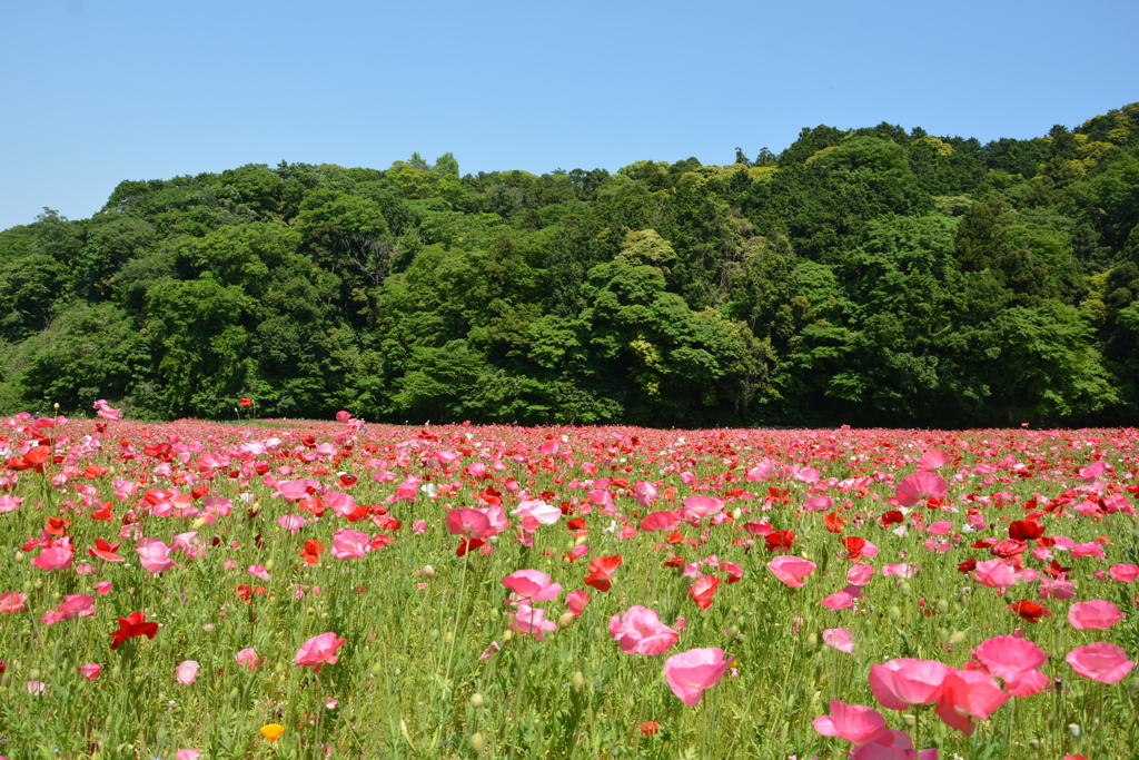ポピー園