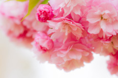 sakura2015