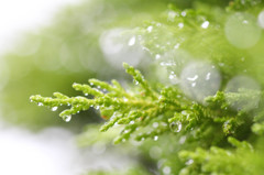 4月の雨