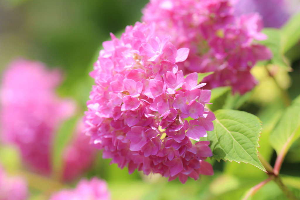 紫陽花2015