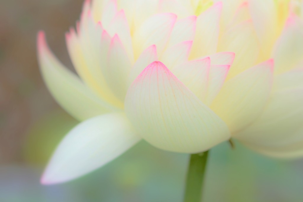 一日一花