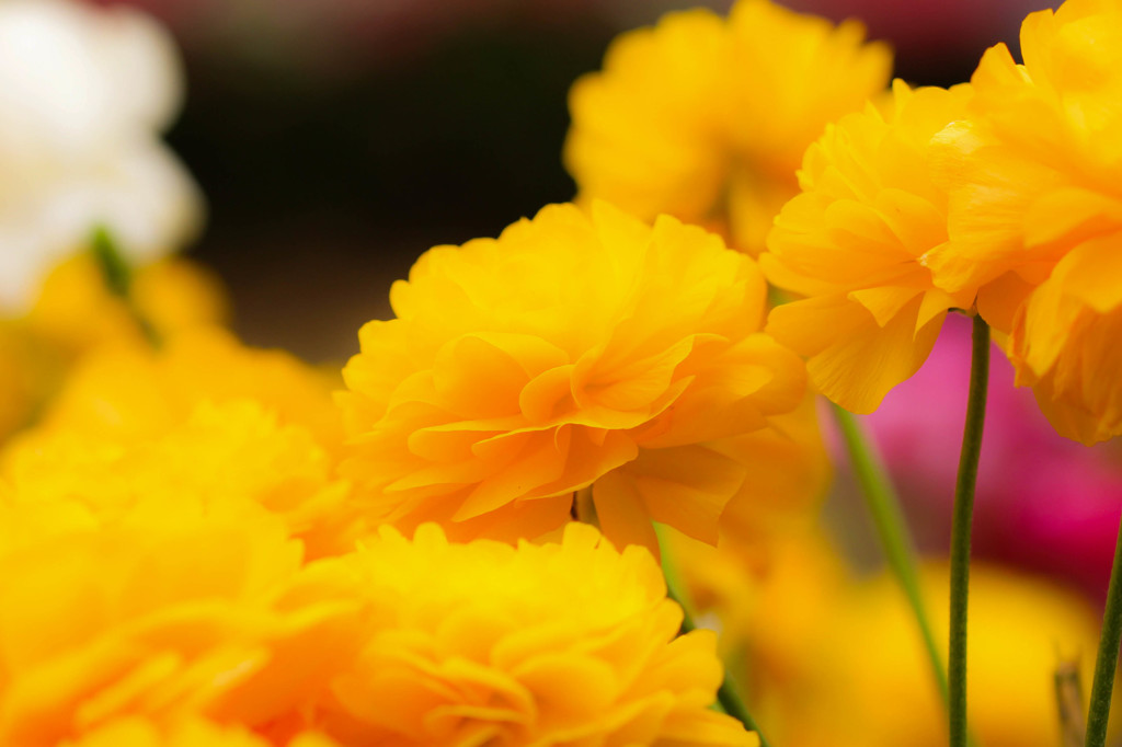 花*花