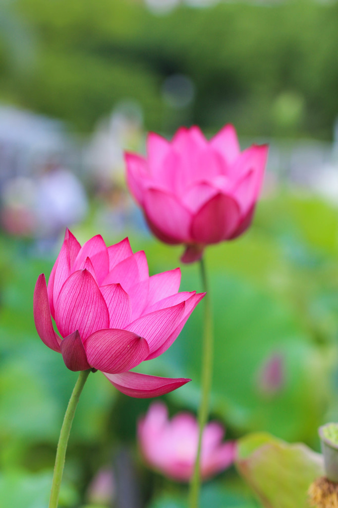 一日一花