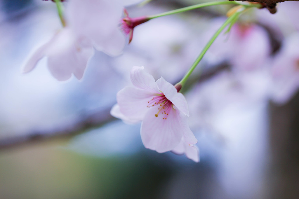 いつかの・・・