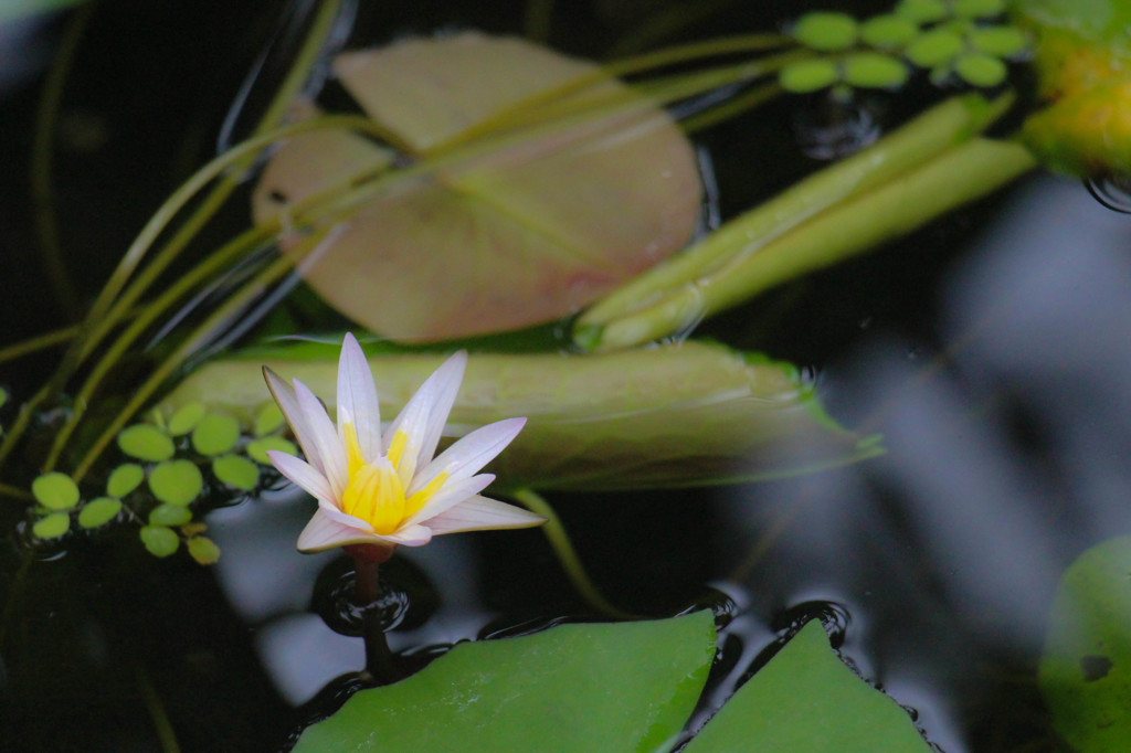 Water lily