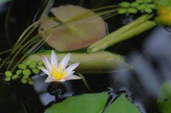 Water lily