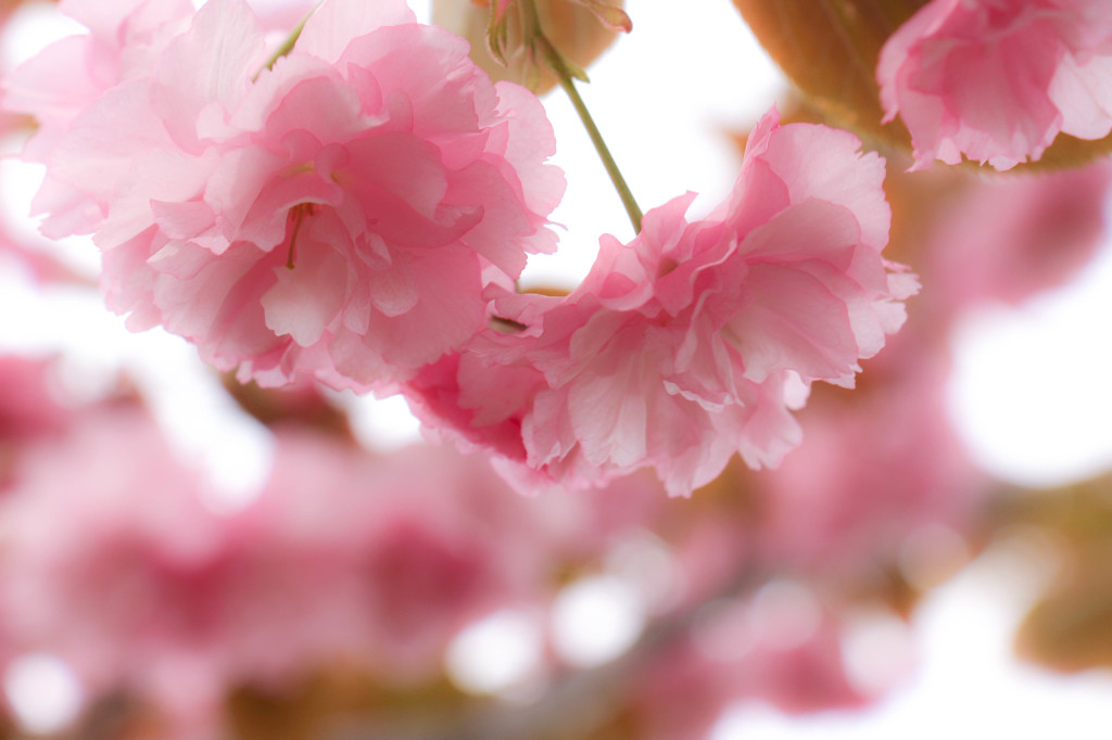 sakura2015