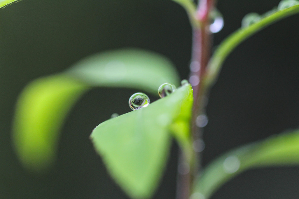4月の雨