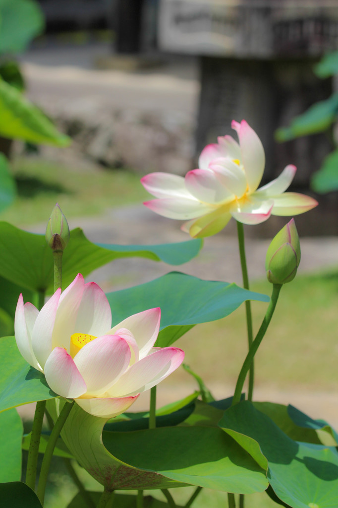 たおやかに・・・