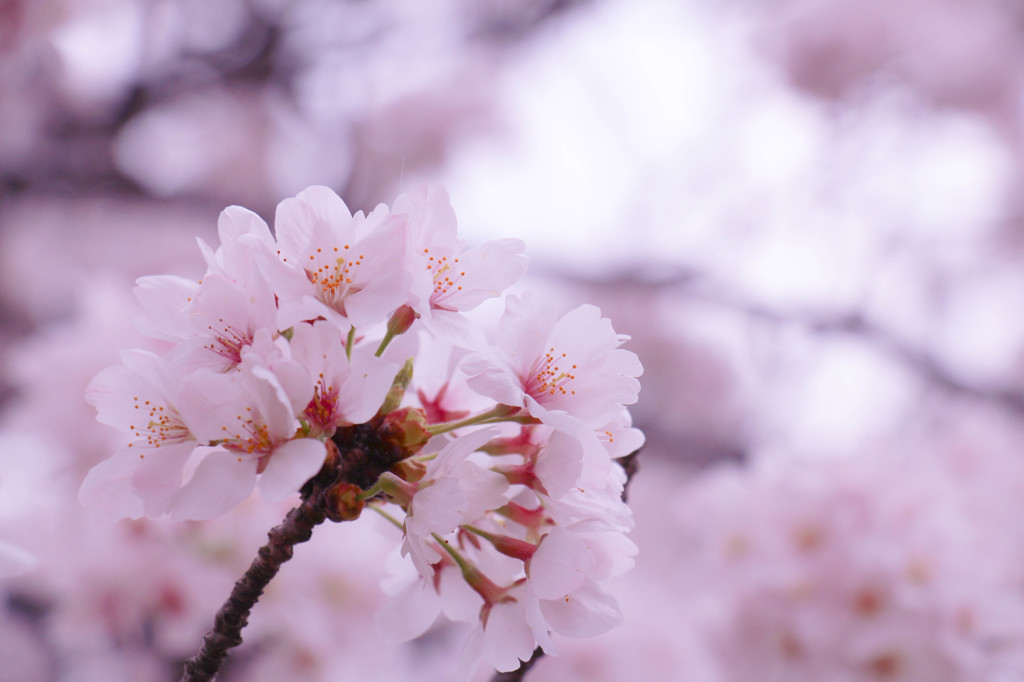 sakura2015