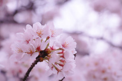 sakura2015