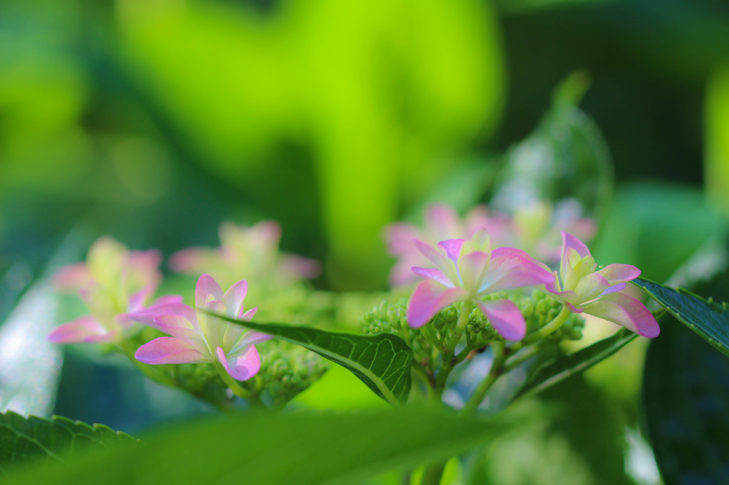 紫陽花2015