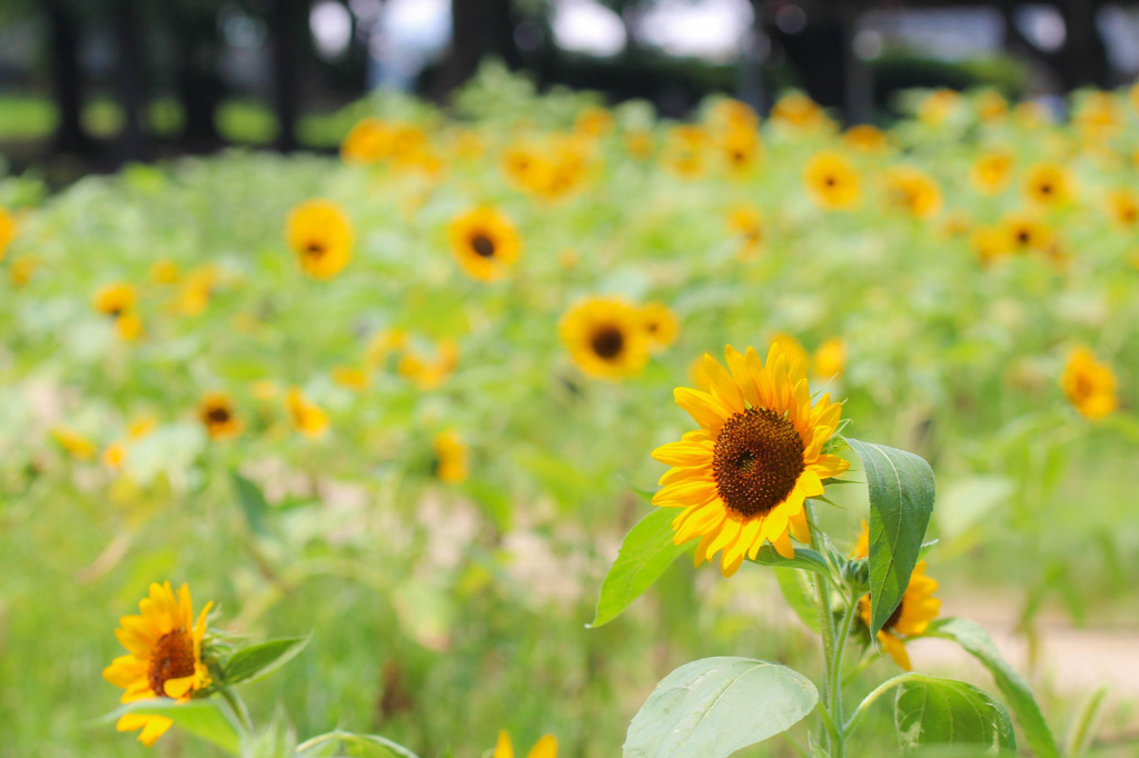ひまわり　2015